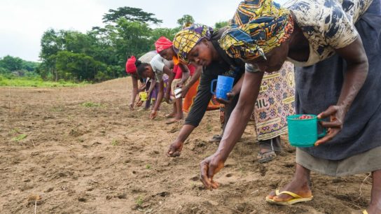 Solutions to Deforestation: Indigenous Communities as Gatekeepers of a Greener Society