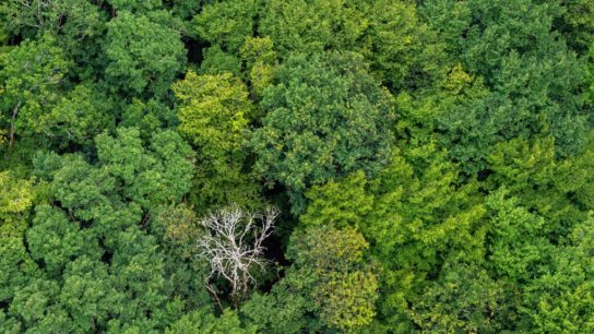 An Ambitious 10-Year Global Ecosystem Restoration Programme is in the Works