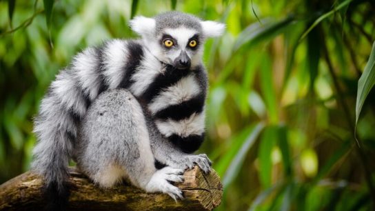 Lemur: Interesting Facts About the ‘Jewel of Madagascar’
