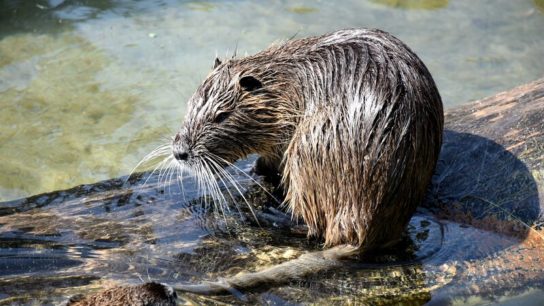 Flood and Pollution Reduction, Biodiversity Boost: The Ecological Benefits of Beavers