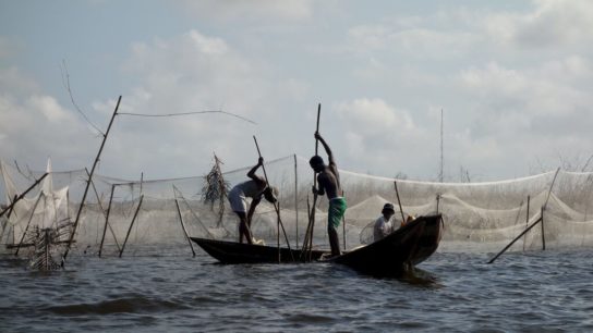 Marine Heatwaves Predicted to Cause Huge Loss to Jobs and Fish Stocks
