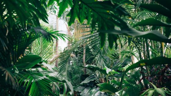 How Ozone Pollution is Destroying Plants