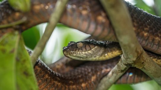Invasive Species: How Concerned Should We Be?