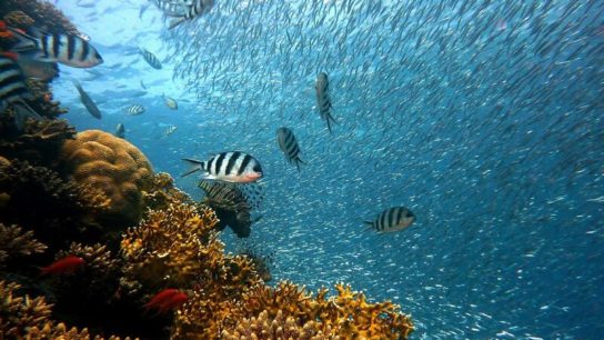 Review – ‘Ocean of Life: The Fate of Man and the Sea’ By Callum Roberts