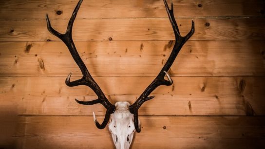 What is Trophy Hunting?