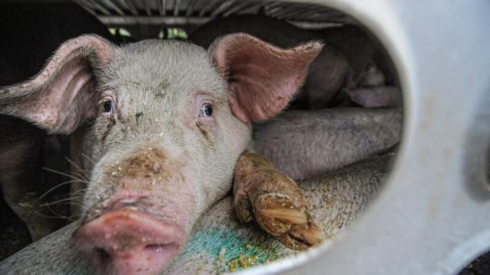 Does China Have a Pork Crisis?