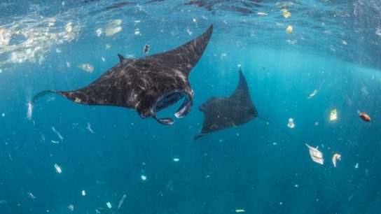 Using NASA Technology to Detect Concentrations of Ocean Plastic