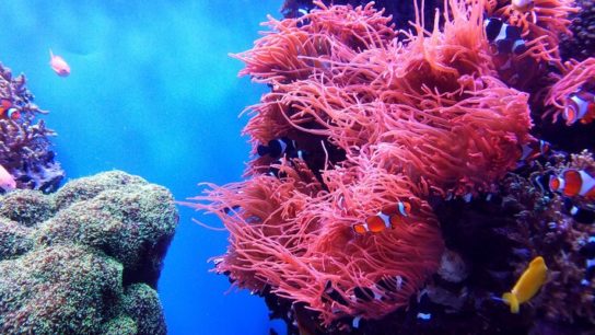 Why are Corals Glowing?