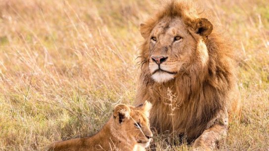 The Economic Growth of Africa Depends on the Successful Management of its Natural Capital