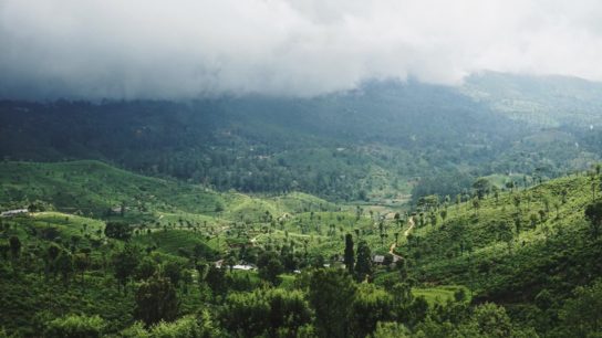 The Fight to Preserve South Asia’s Forests