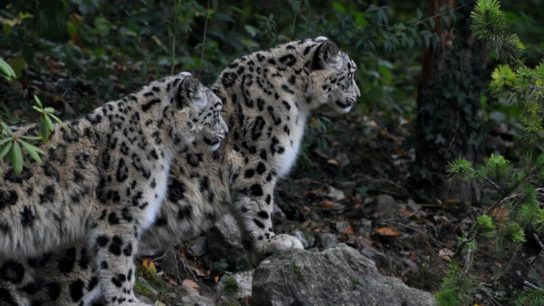 Scientists Propose a Universal Species List: What Does This Mean?