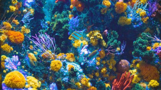 Improving the Resilience of Coral Reefs