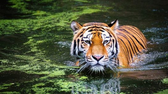 Sixth Mass Extinction of Wildlife Accelerating: Study