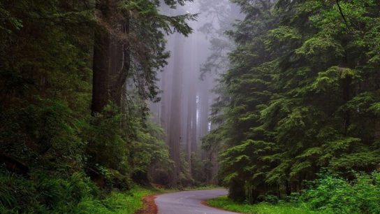 Urban Rewilding: A Solution To The World’s Ecological And Mental Health Crises?
