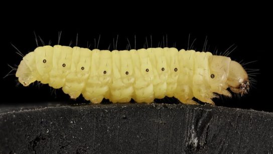 How Wax Worms Can Be Used to Fight Plastic Waste