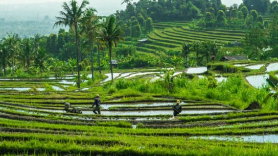 Sustainable Diets: Will the First Global Declaration on Food-Related Emissions Work?