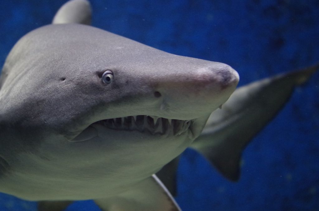 Dive Into Action on Shark Awareness Day: Protecting Our Ocean’s Sentinels