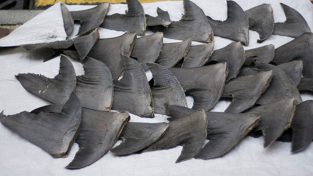 Fresh shark fins drying on the sidewalk at Hong Kong