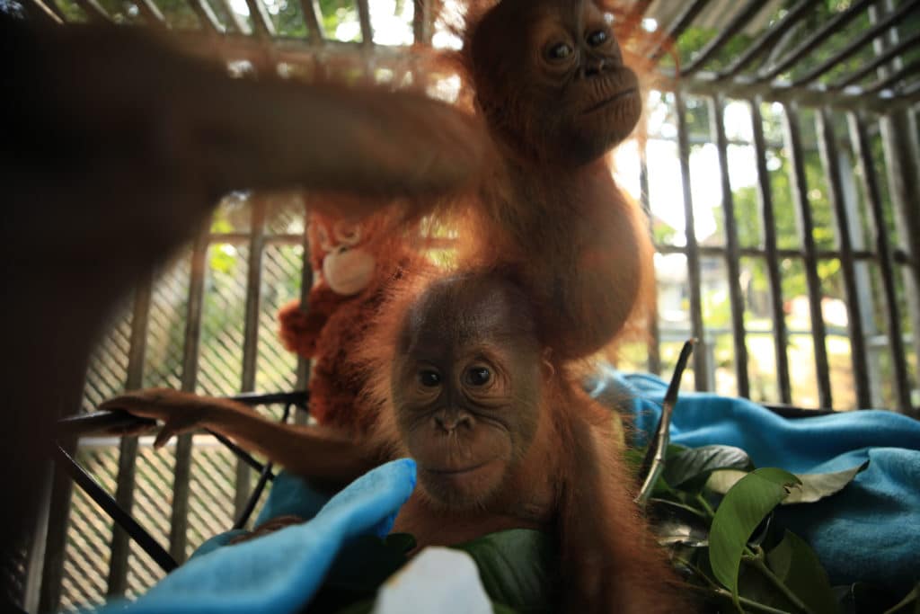orangutan caring week