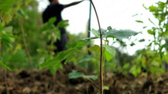 The Power of Microforests In Slowing Down Climate Change