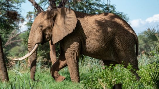 How Electric Fences Can Save Hundreds of Sri Lankan Elephants
