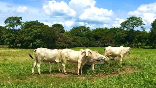 Can Cattle Ranching Contribute to Ecosystem Conservation?