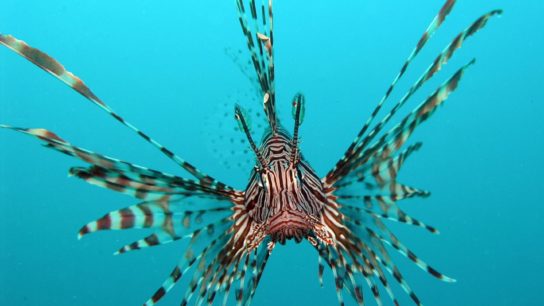 Invasive Species Threaten the Biodiversity of the Adriatic Sea