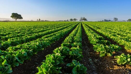 NOMAD: An EU Project for Sustainable Agriculture Development