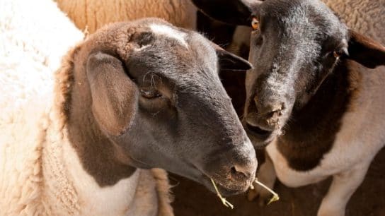 Should We Clone Endangered Species?