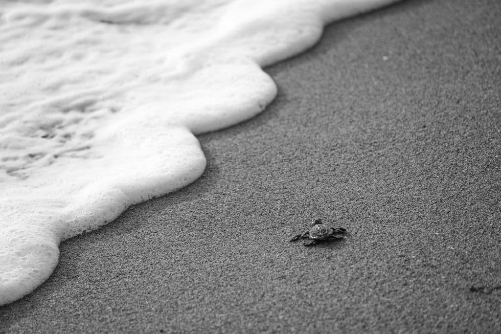 A baby sea turtle walking on the sand near the ocean
