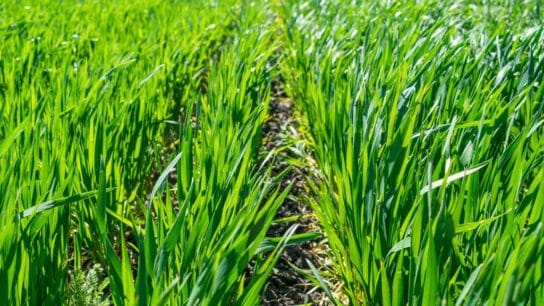 The Remarkable Benefits of Regenerative Agriculture
