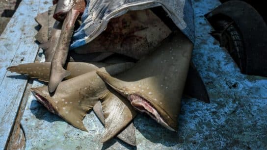 Shark Exports: US Ranks 4th in World