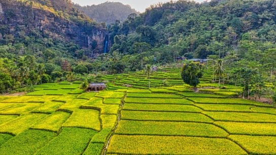 System of Rice Intensification: A Solution to Methane Emissions and Food Insecurity