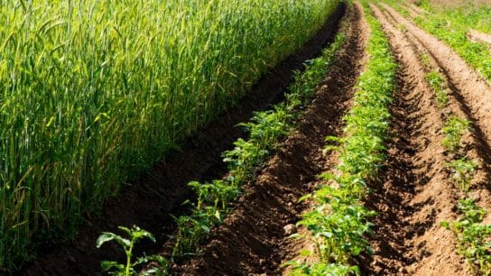 The Future of Farming: Can We Feed the World Without Destroying It?