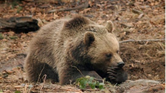 5 Most Charismatic Species in Europe in Need of Protection