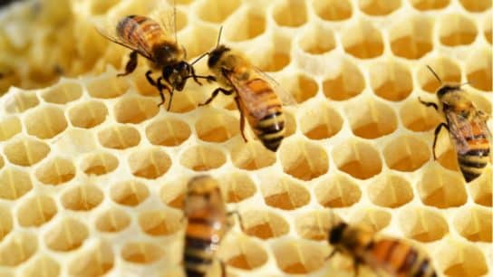 Wildlife Conservation: How Beehive Fences Can Help Protect African Elephants