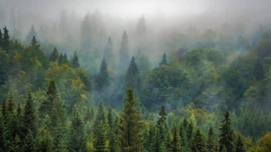 Will the 2030s Be the Decade for Global Biodiversity Conservation?