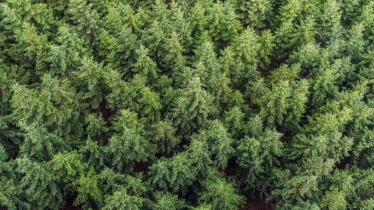 Why Swifter Action Is Needed to Save the World Forests