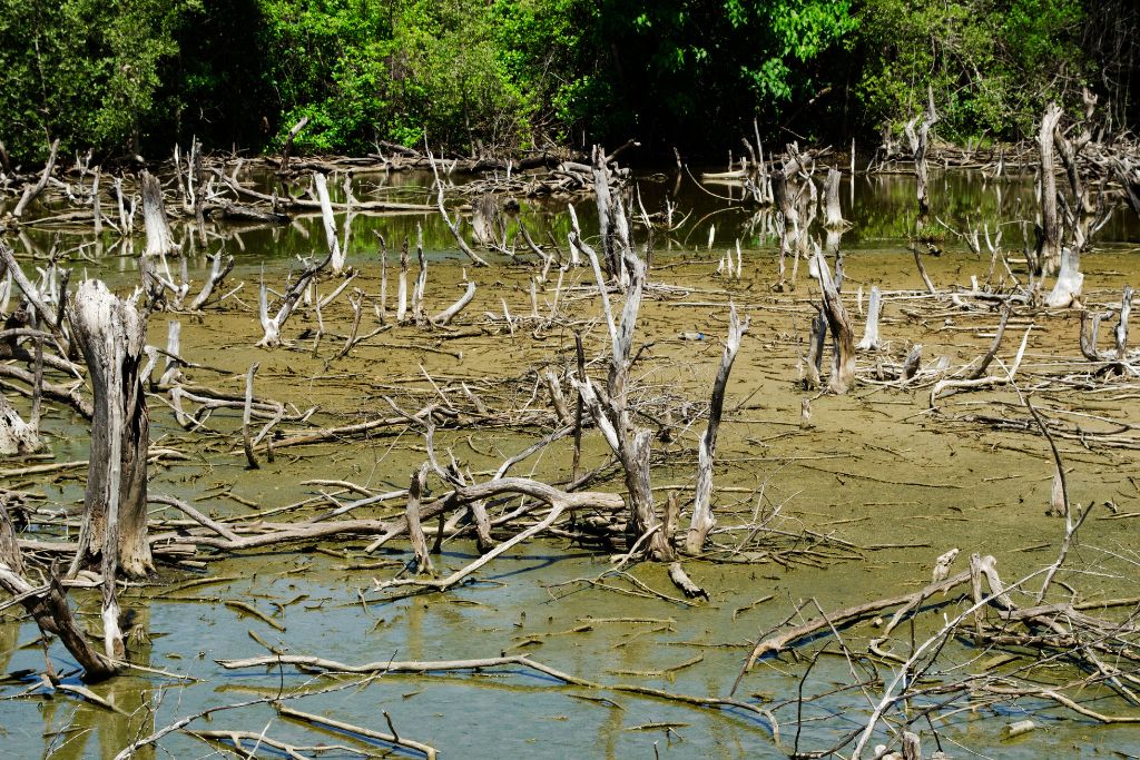 EU Ministers Give Green Light to Contested Nature Restoration Law in ‘Huge Win’ for Nature