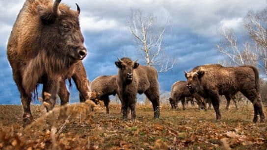 The Return of the Bison: Restoring Ecosystems With Keystone Species