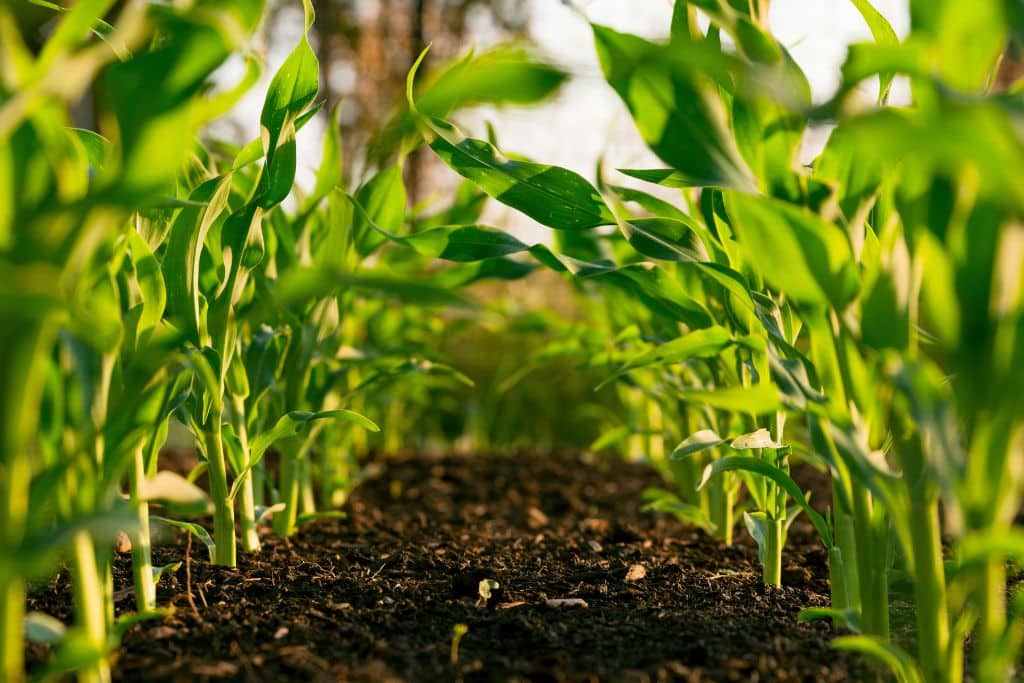 green plants sprouting on soil