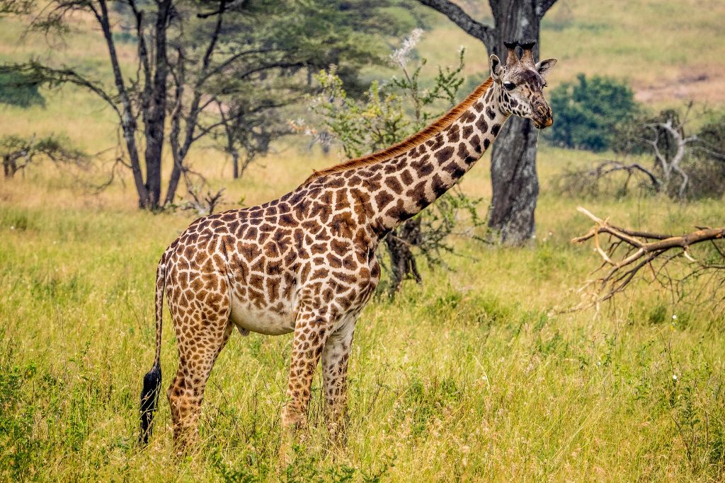 A Masai giraffe in Kenya