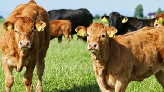 What Are the Major Sources of Methane in the Atmosphere?