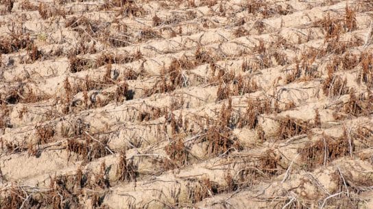 Record-Breaking Summer Signals 2024 Could Be Hottest Year Ever, European Scientists Say