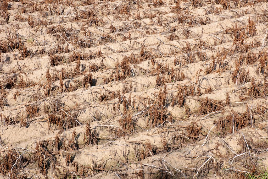 extreme heat is causing droughts