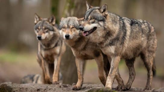 Coexistence and Conflict with North America’s Grey Wolf