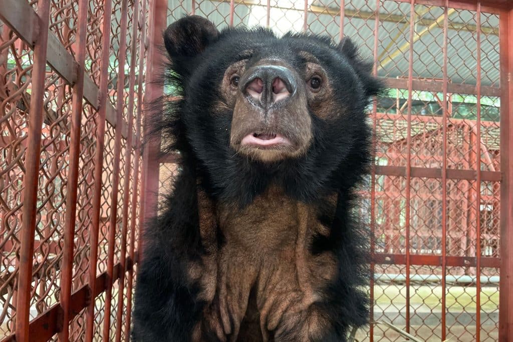 endangered Moon Bear saved by Animal Asia