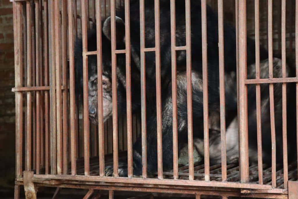endangered Moon Bear saved by Animal Asia