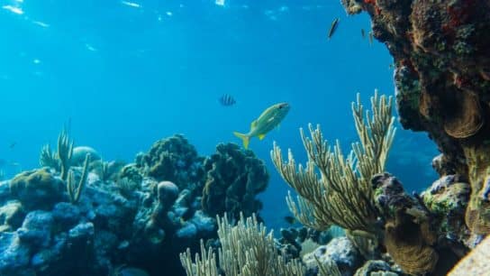 Explainer: What Is Ocean Acidification?