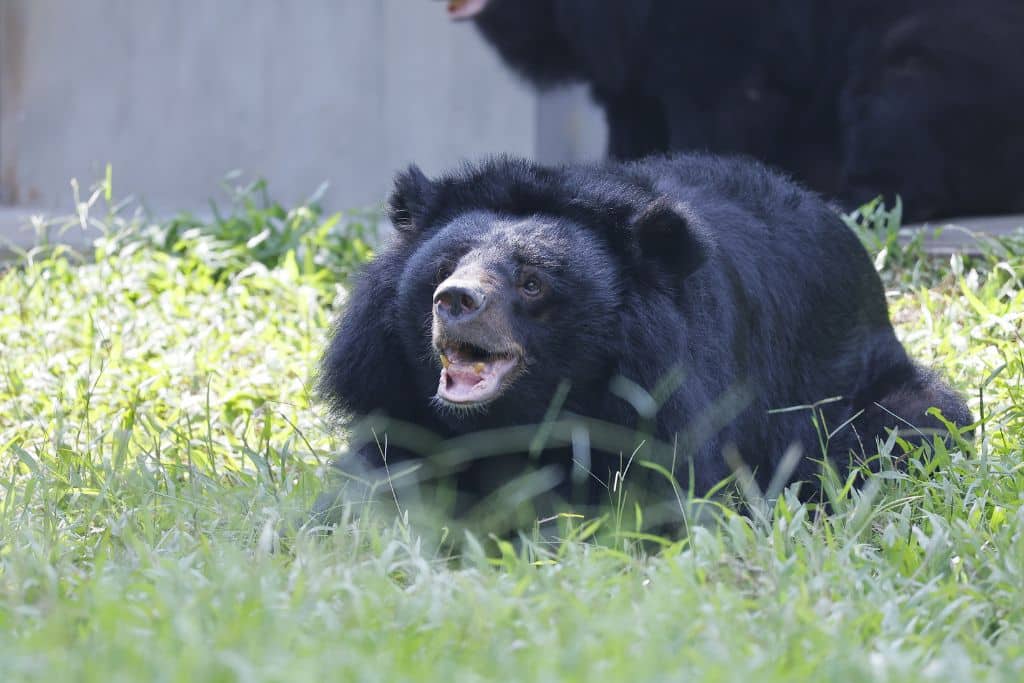 Dame Joanna Lumley Joins Animals Asia to Spotlight the Plight of the Endangered Moon Bear